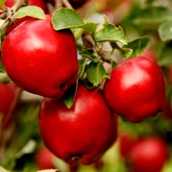 Red Delicious Apple Tree -Garden Supplies Sales Store Red Delicious Apple 1