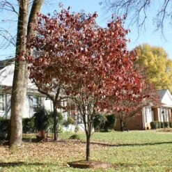 Red Dogwood Tree -Garden Supplies Sales Store Red Dogwood 4