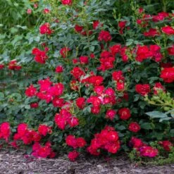 Red Drift® Rose -Garden Supplies Sales Store Red Drift Rose 2 BB