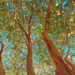 Red Rocket Crape Myrtle Tree 6 Red Rocket Crape Myrtle Tree -Garden Supplies Sales Store Red Rocket Crape Myrtle