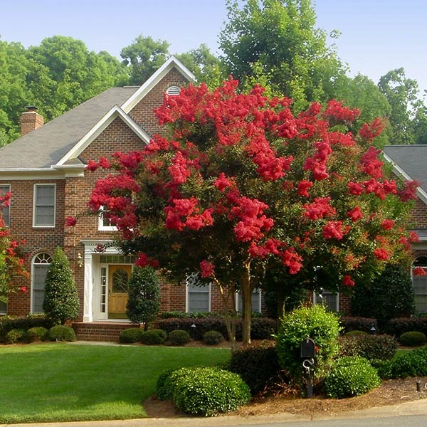 Red Rocket Crape Myrtle Tree 1 Red Rocket Crape Myrtle Tree