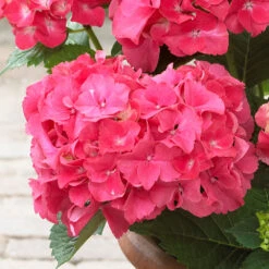 Red Sensation Hydrangea Shrub -Garden Supplies Sales Store Red Sensation Hydrangea 1 BB