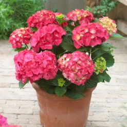New Release -Garden Supplies Sales Store Red Sensation Hydrangea BB