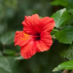 Red Tropical Hibiscus Tree -Garden Supplies Sales Store Red Tropical Hibiscus Tree 2 BB
