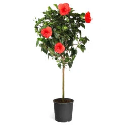 Red Tropical Hibiscus Tree -Garden Supplies Sales Store Red Tropical Hibiscus Tree 5