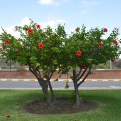 Red Tropical Hibiscus Tree -Garden Supplies Sales Store Red Tropical Hibiscus Tree 6 BB