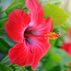 Red Tropical Hibiscus Tree -Garden Supplies Sales Store Red Tropical Hibiscus Tree 7 BB