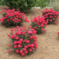 Double Knock Out® Rose -Garden Supplies Sales Store Red knockout rose 4