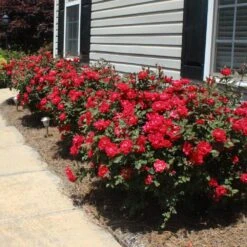Double Knock Out® Rose -Garden Supplies Sales Store Red knockout rose 8 BB