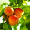 Reliance Peach Tree