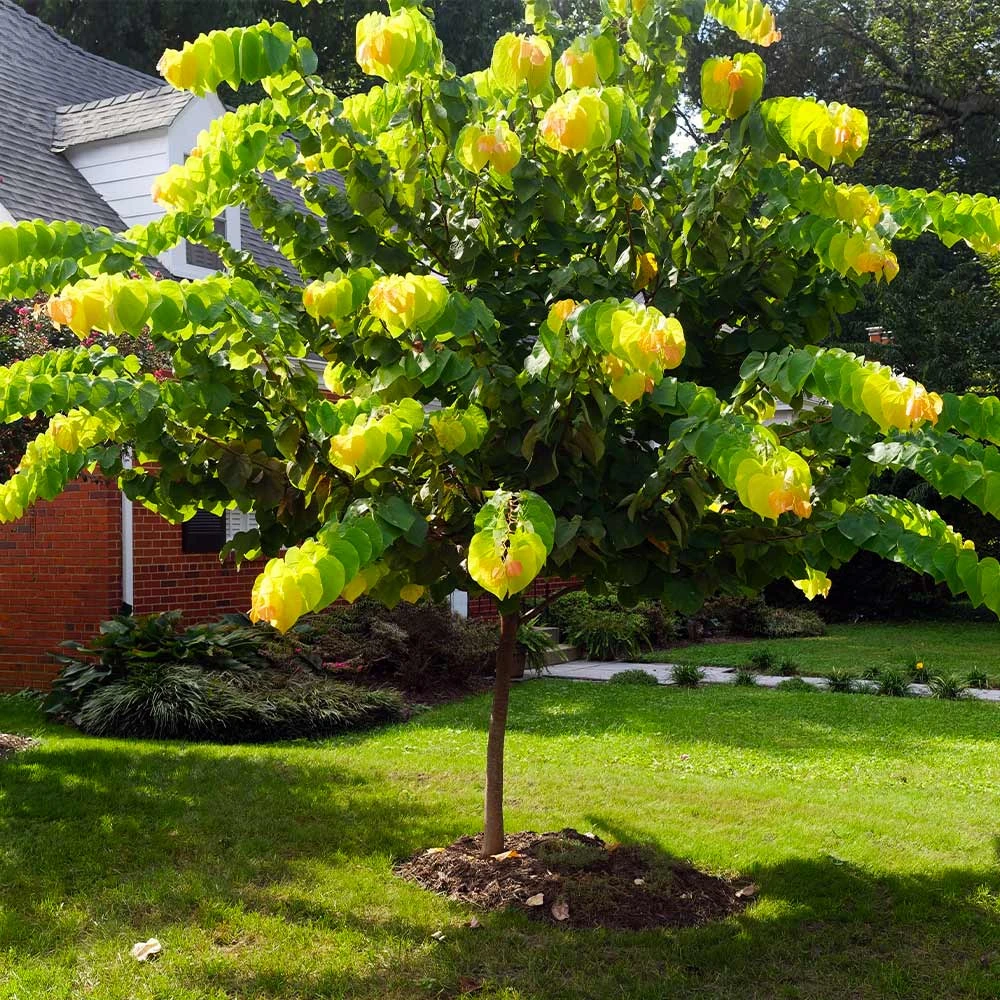 The Rising Sun™ Redbud Tree 5 The Rising Sun™ Redbud Tree - Image 5