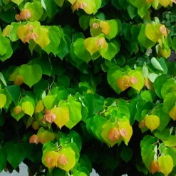 The Rising Sun™ Redbud Tree 8 The Rising Sun™ Redbud Tree -Garden Supplies Sales Store Rising Sun Redbud 4