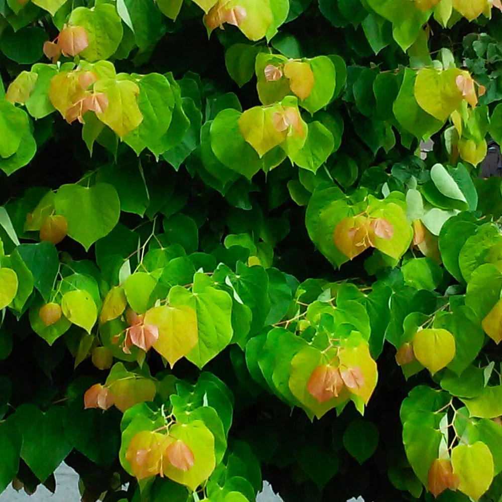 The Rising Sun™ Redbud Tree 3 The Rising Sun™ Redbud Tree - Image 3