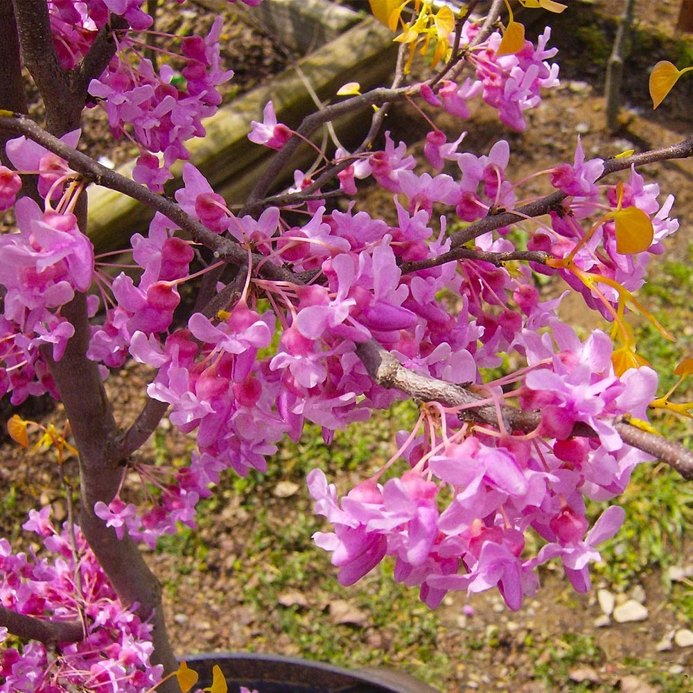 The Rising Sun™ Redbud Tree 4 The Rising Sun™ Redbud Tree - Image 4