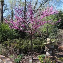 The Rising Sun™ Redbud Tree 11 The Rising Sun™ Redbud Tree -Garden Supplies Sales Store Rising Sun Redbud 7 BB