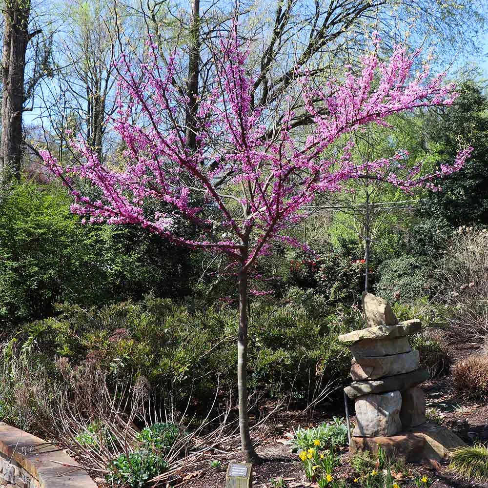 The Rising Sun™ Redbud Tree 6 The Rising Sun™ Redbud Tree - Image 6