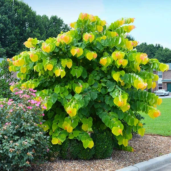 The Rising Sun™ Redbud Tree 1 The Rising Sun™ Redbud Tree