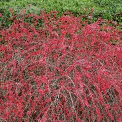 Rose Glow Barberry Shrub -Garden Supplies Sales Store Rose GLow Barberry 2