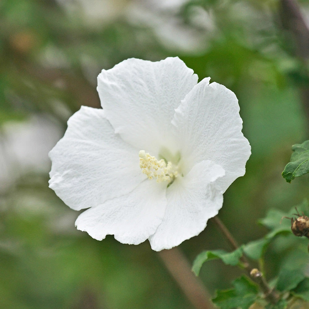 White Rose Of Sharon Althea Shrub 1 White Rose Of Sharon Althea Shrub