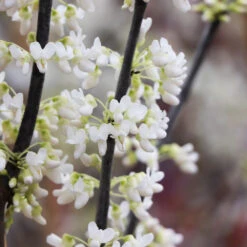 Royal White Redbud Tree -Garden Supplies Sales Store Royal White Redbud 4 BB