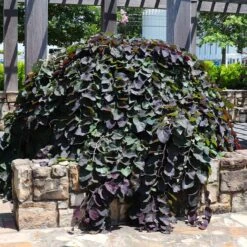Ruby Falls Redbud Tree