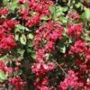 Ruby Prince™ Emerald Empire® Crape Myrtle Tree