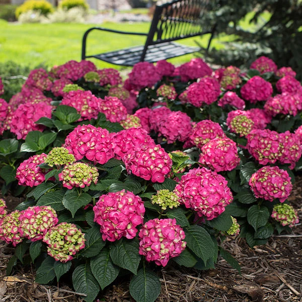 Endless Summer® Summer Crush® Big Leaf Hydrangea Shrub 1 Endless Summer® Summer Crush® Big Leaf Hydrangea Shrub