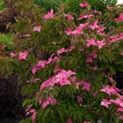 Scarlet Fire® Dogwood Tree 4 Scarlet Fire® Dogwood Tree -Garden Supplies Sales Store Scarlett Fire 1