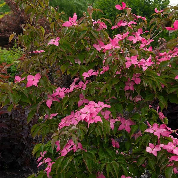 Scarlet Fire® Dogwood Tree 1 Scarlet Fire® Dogwood Tree