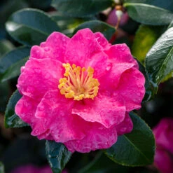 Shi-Shi Gashira Camellia Shrub 7 Shi-Shi Gashira Camellia Shrub -Garden Supplies Sales Store ShiSHi Gashira Camellia 2 BB