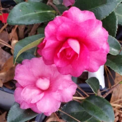 Shi-Shi Gashira Camellia Shrub 9 Shi-Shi Gashira Camellia Shrub -Garden Supplies Sales Store ShiSHi Gashira Camellia 6 BB