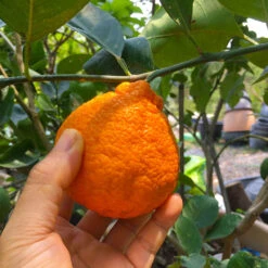 Shiranui Mandarin Tree -Garden Supplies Sales Store Shiranui Mandarin 1