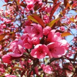 Show Time™ Crabapple Tree -Garden Supplies Sales Store Show Time Crabapple 2