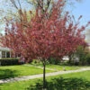 Show Time™ Crabapple Tree