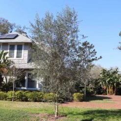 Sikitita Olive Tree -Garden Supplies Sales Store Sikitata olive 2