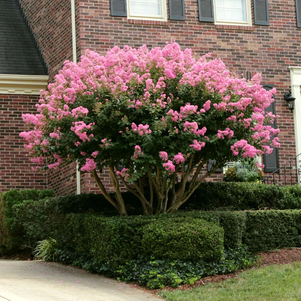 Sioux Crape Myrtle 5 Sioux Crape Myrtle - Image 5