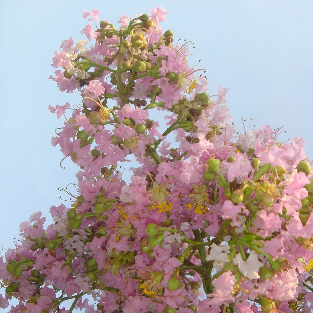 Sioux Crape Myrtle 3 Sioux Crape Myrtle - Image 3