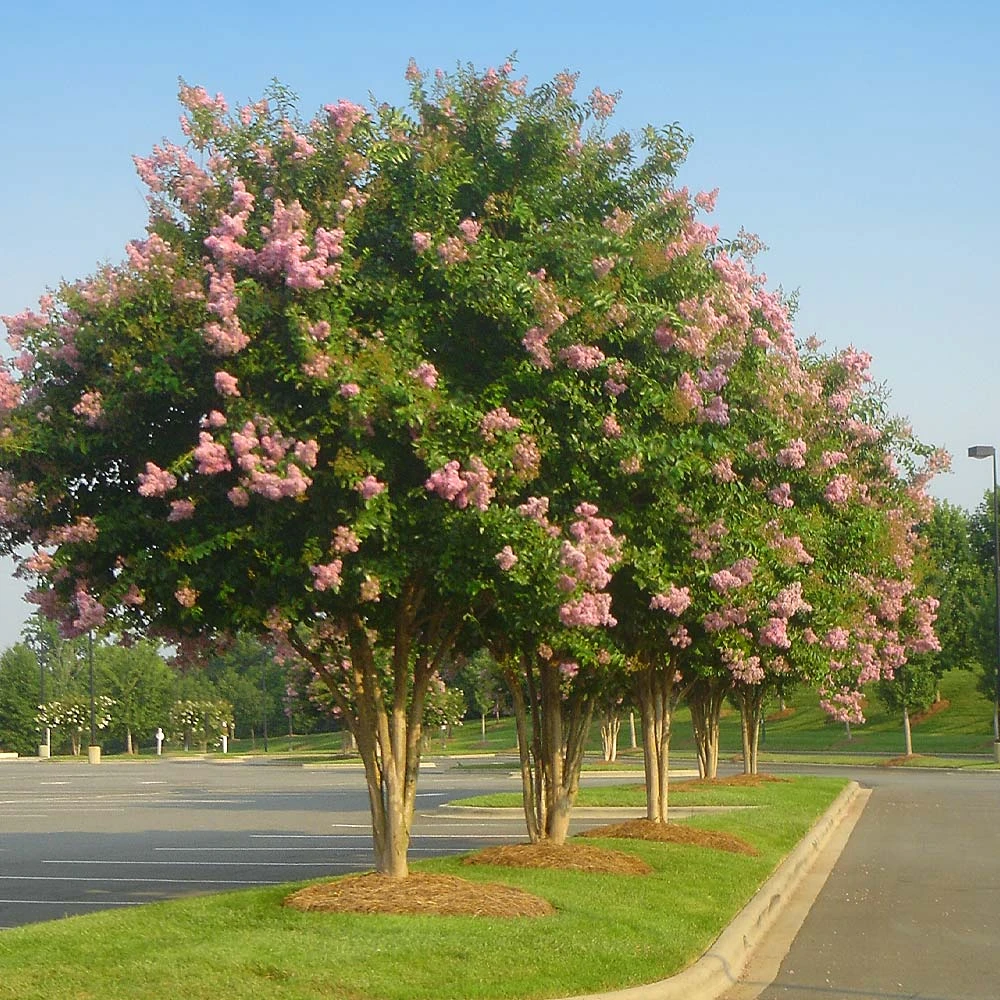 Sioux Crape Myrtle 2 Sioux Crape Myrtle - Image 2