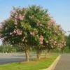 Sioux Crape Myrtle