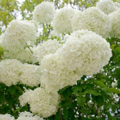 Snowball Viburnum Bush -Garden Supplies Sales Store Snowball Viburnum 1 BB