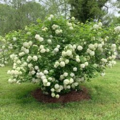 Snowball Viburnum Bush -Garden Supplies Sales Store Snowball Viburnum 2 BB