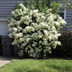 Snowball Viburnum Bush -Garden Supplies Sales Store Snowball Viburnum 6