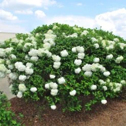 Snowball Viburnum Bush -Garden Supplies Sales Store Snowball Viburnum BB