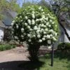 Snowball Viburnum Bush