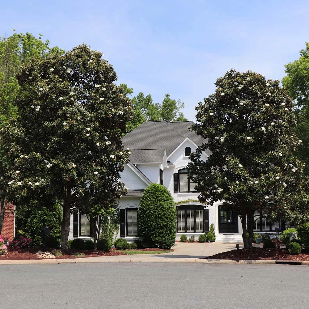 Southern Magnolia Tree 2 Southern Magnolia Tree - Image 2