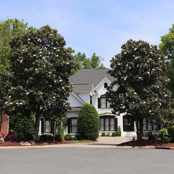 Southern Magnolia Tree 1 Southern Magnolia Tree