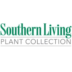 Jubilation™ Gardenia Shrub 9 Jubilation™ Gardenia Shrub -Garden Supplies Sales Store Southn Living 1000x1000 3ddbc7f9 cea9 43ac a4ef 803cdf15da99