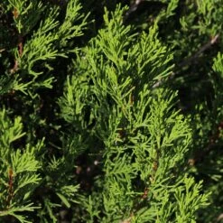 Spartan Juniper Tree -Garden Supplies Sales Store Spartan Juniper 3 BB
