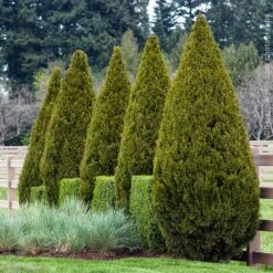 Garden Supplies Sales Store -Garden Supplies Sales Store Spartan Juniper 7 BB