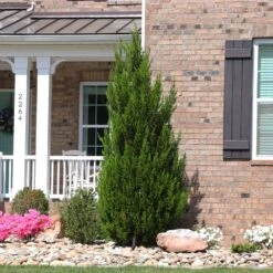 Spartan Juniper Tree -Garden Supplies Sales Store Spartan Juniper 8